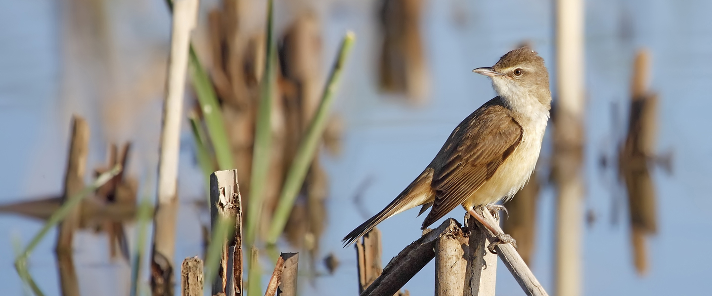 great-reed-warbler-in-freedom-iStock512105957-1440x600