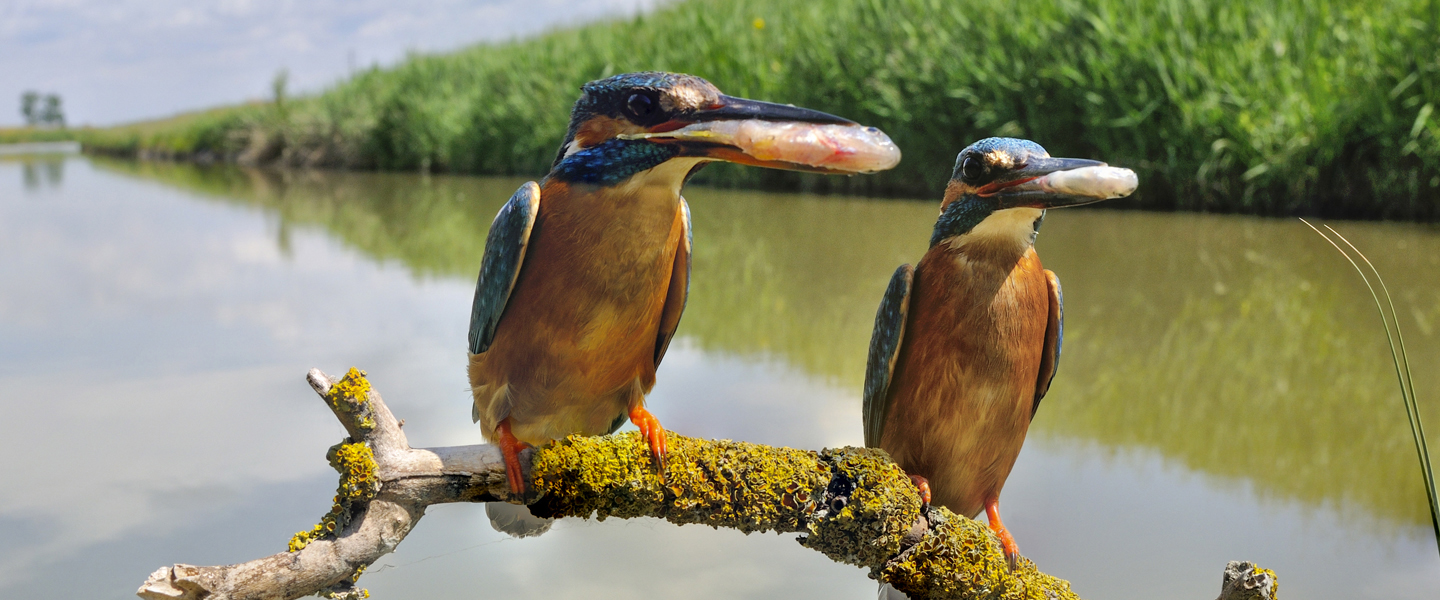 pair-of-kingfishers-iStock1007853842-1440x600