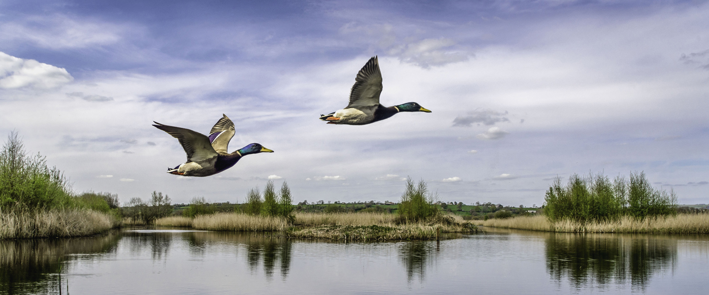 two-ducks-flying-over-a-lake-iStock484175216-1440x600